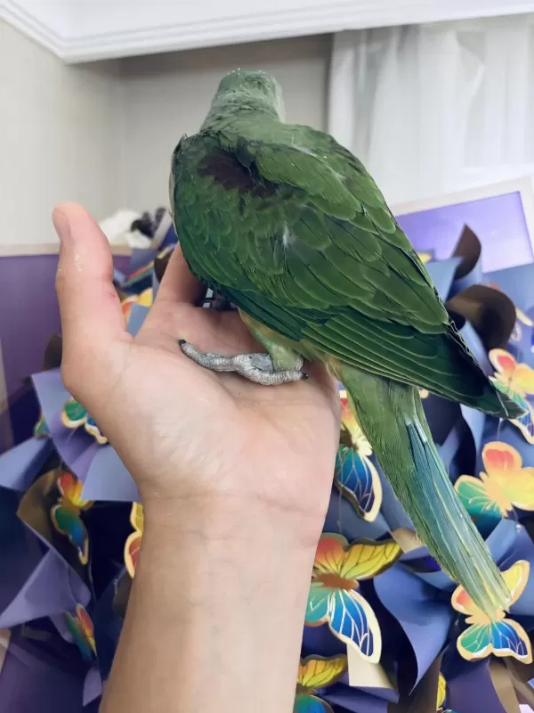 Sezonun Son Yavrusu Bebek Alexander Papağanı