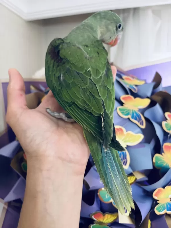 Sezonun Son Yavrusu Bebek Alexander Papağanı