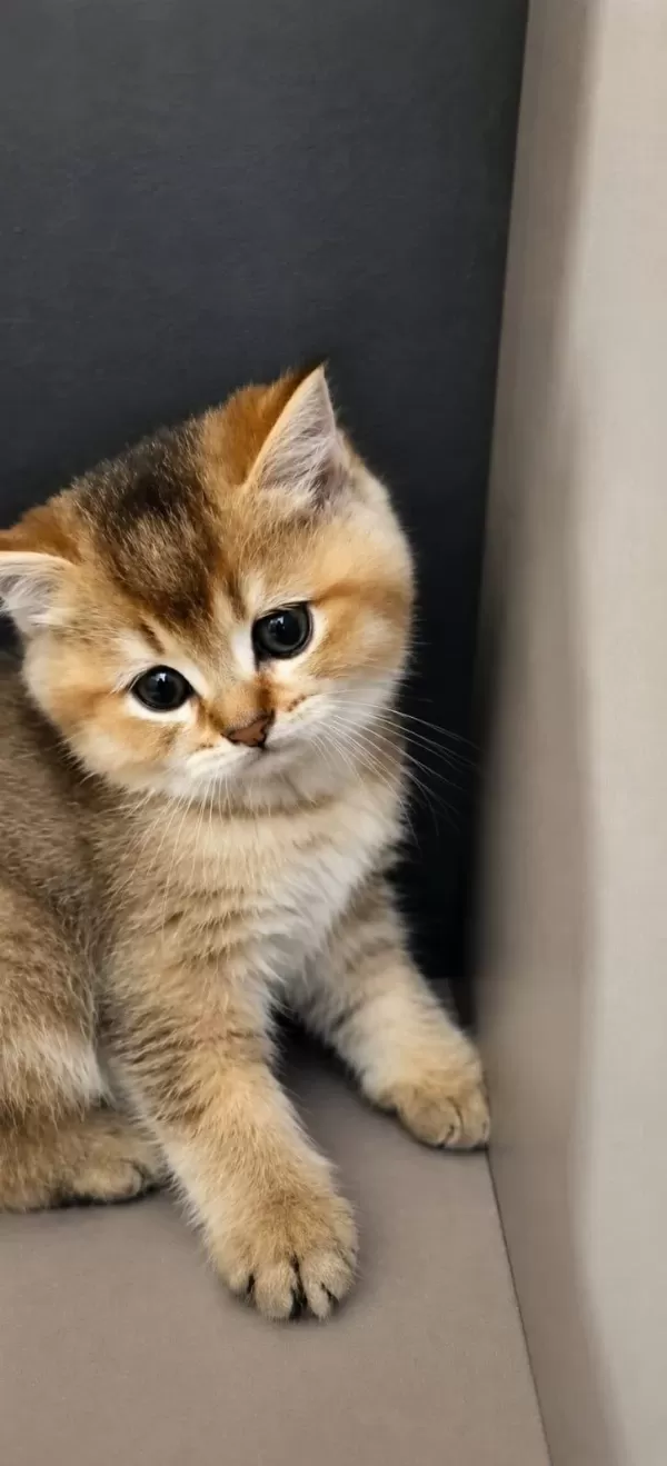 Çok Uygun Golden British Shorthair Bebekler