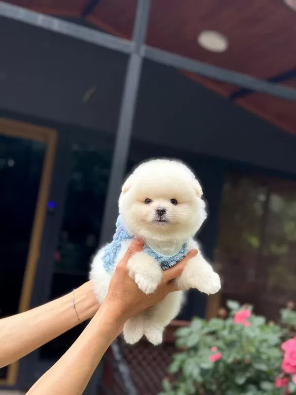 Sağlık Ve İrk Garantili Pomeranian Boo