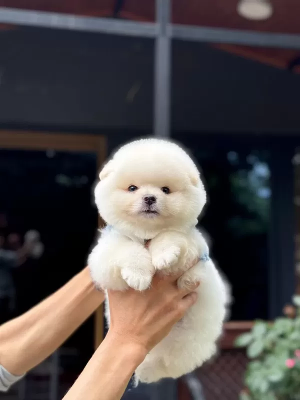 Sağlık Ve İrk Garantili Pomeranian Boo