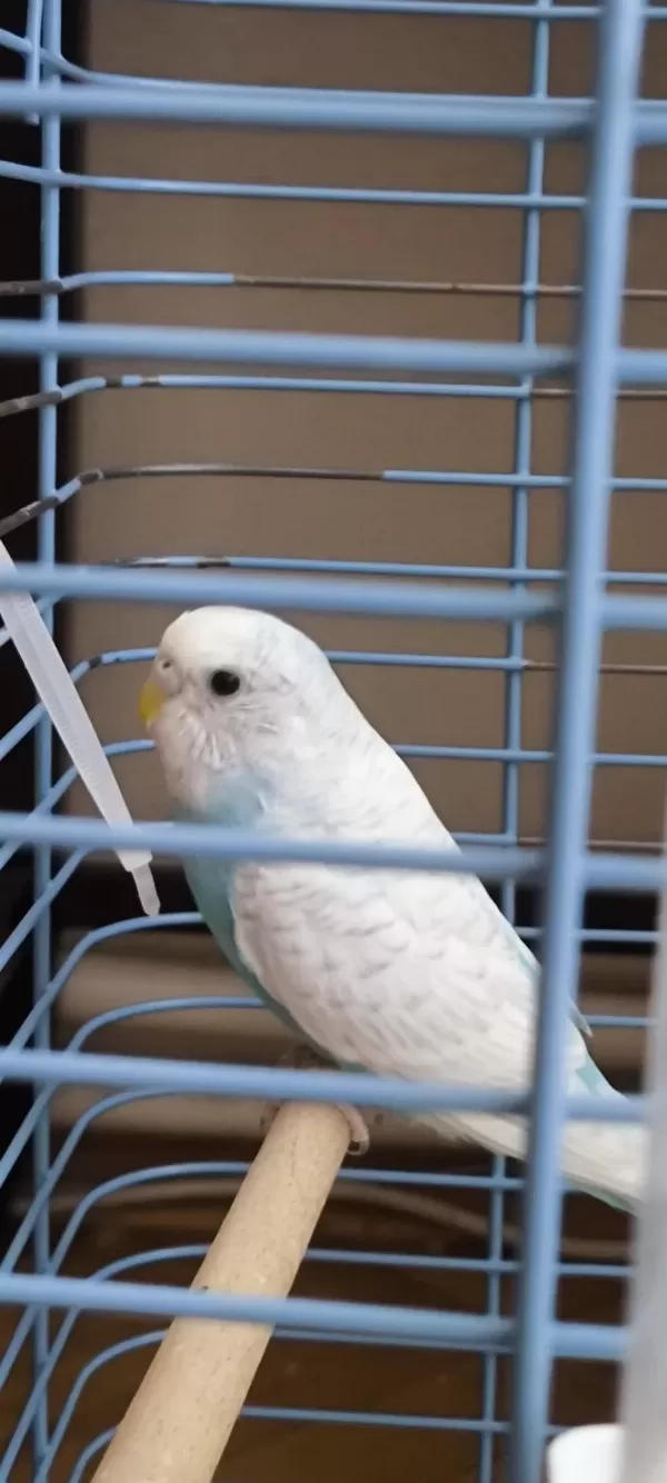 Yetişkinliğe Adim Atan Muhabbet Kuşu Kizimiz Maviş