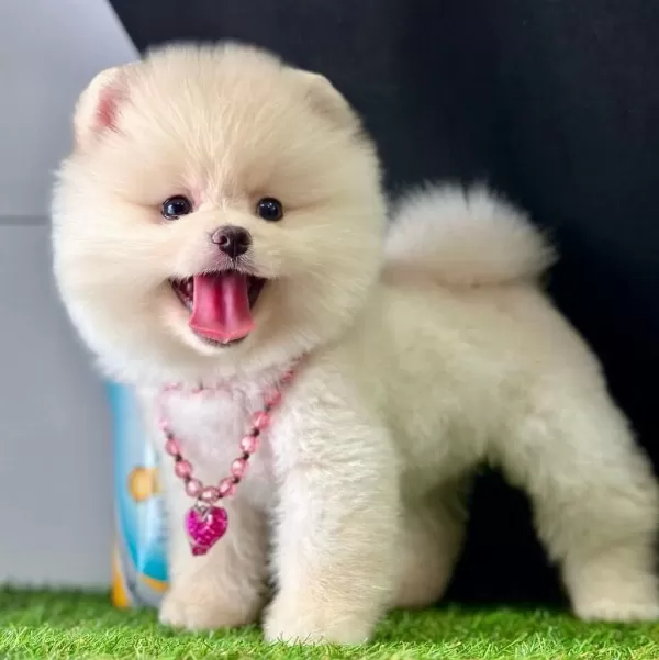 Safkan Pomeranian Boo Bebekler