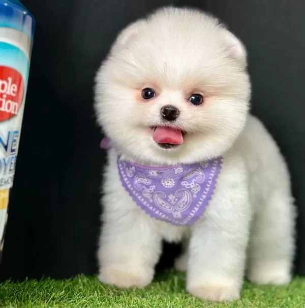 Safkan Pomeranian Boo Bebekler