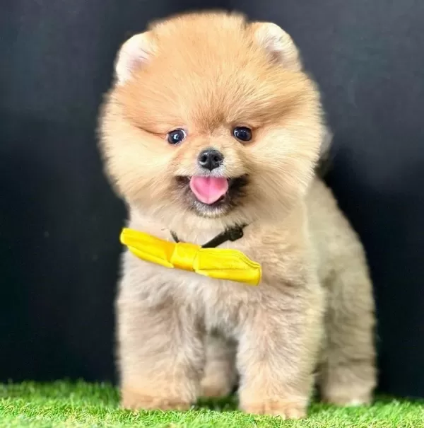 Safkan Pomeranian Boo Bebekler