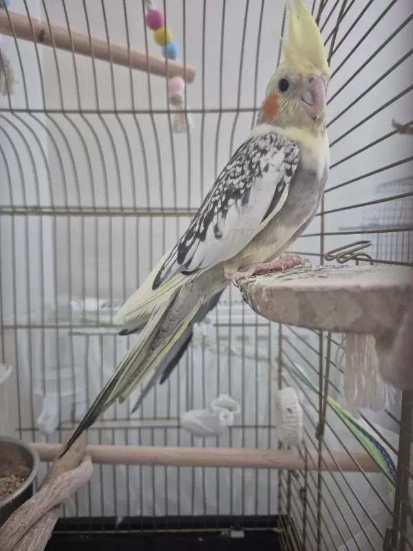 Yavru Vermiş Sağlıklı Çift Sultan Papağanı