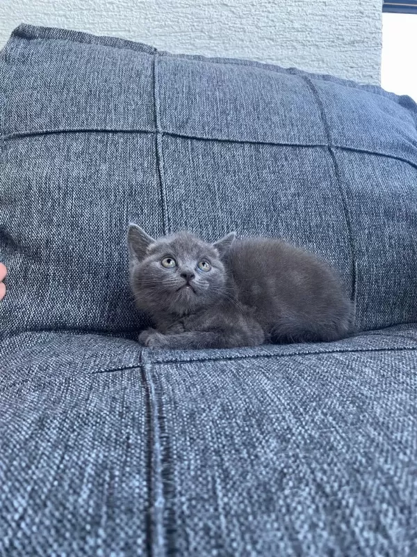 2 Erkek British Shorthair Blue Yavrular