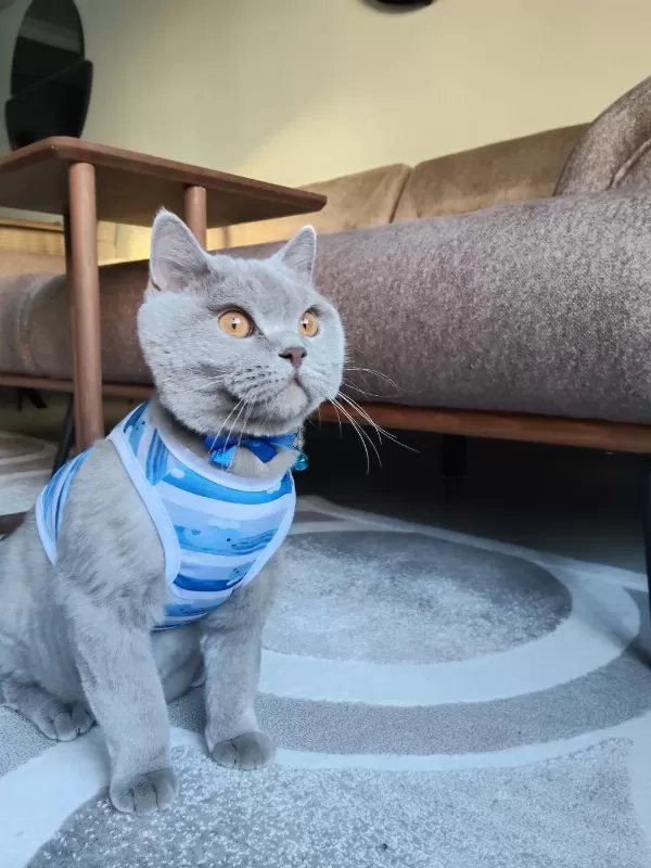 2 Yaşında Kısırlaştırılmış Aşıları Tam British Shorthair