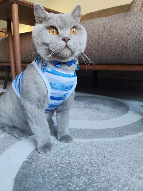 2 Yaşında Kısırlaştırılmış Aşıları Tam British Shorthair