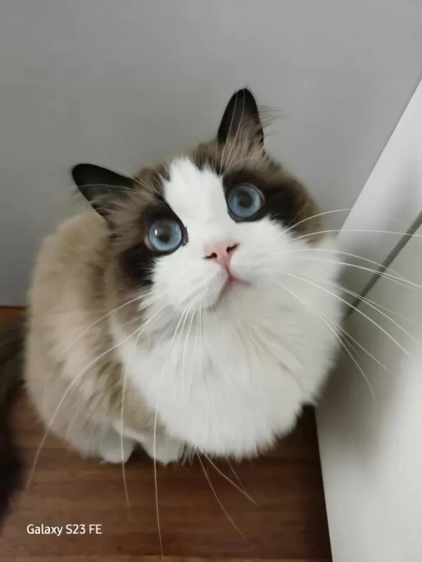 Hazır Ragdoll Erkek 2 Yaşında