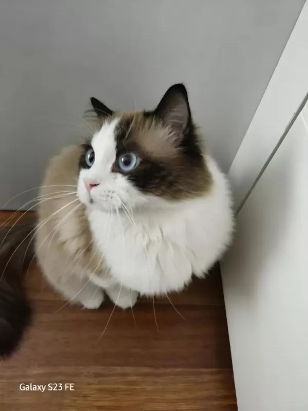 Hazır Ragdoll Erkek 2 Yaşında