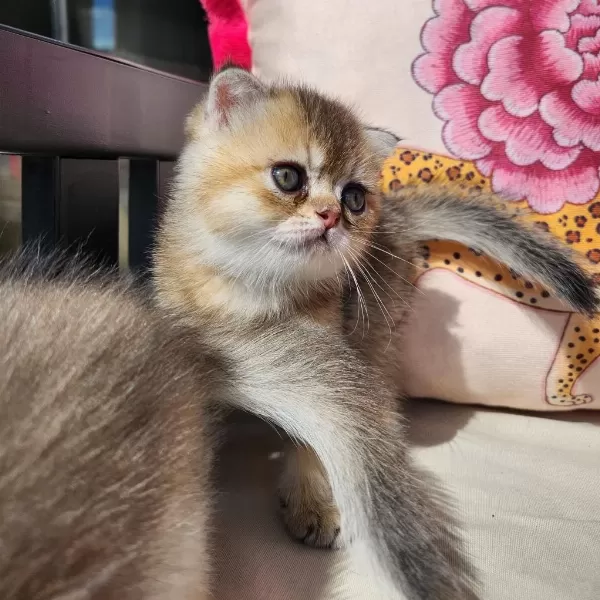 Gold Scottish Fold Bebekler