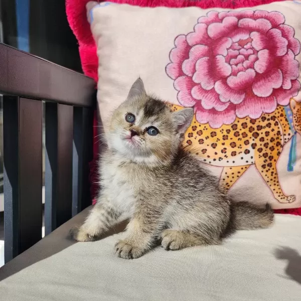 Gold Scottish Fold Bebekler