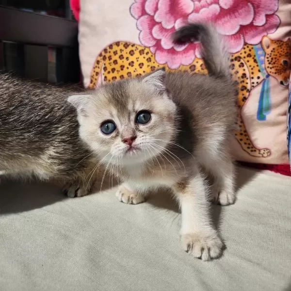 Gold Scottish Fold Bebekler