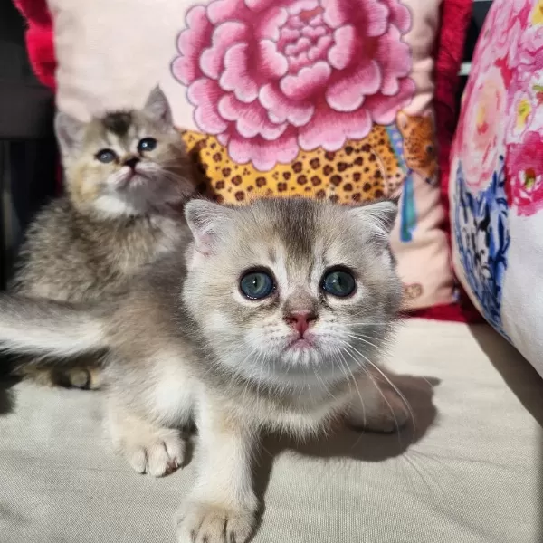 Gold Scottish Fold Bebekler