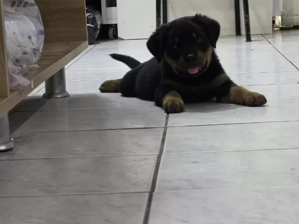 Üst Seviye Kalite Erkek Rotweiller Yavrusu