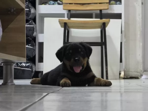 Üst Seviye Kalite Erkek Rotweiller Yavrusu