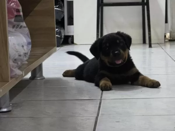 Üst Seviye Kalite Erkek Rotweiller Yavrusu