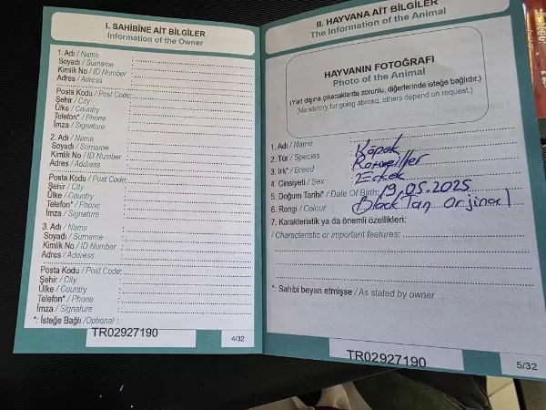 Üst Seviye Kalite Erkek Rotweiller Yavrusu