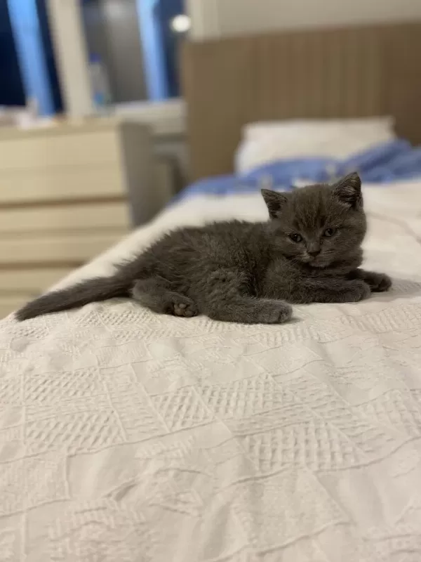 Orijinal British Shorthair Dişi