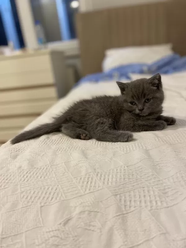 Orijinal British Shorthair Dişi