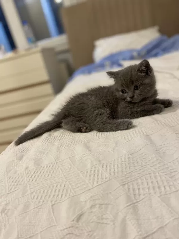 Orijinal British Shorthair Dişi