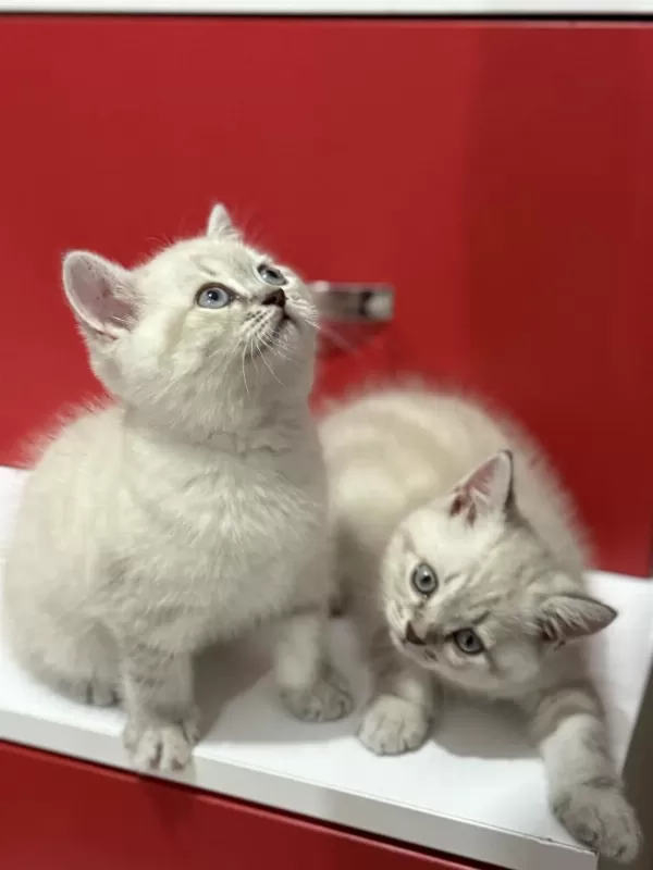 Uyguna Lynx British Shorthair Yavrularimiz