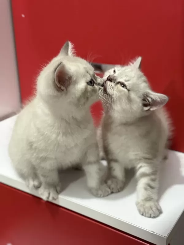 Uyguna Lynx British Shorthair Yavrularimiz