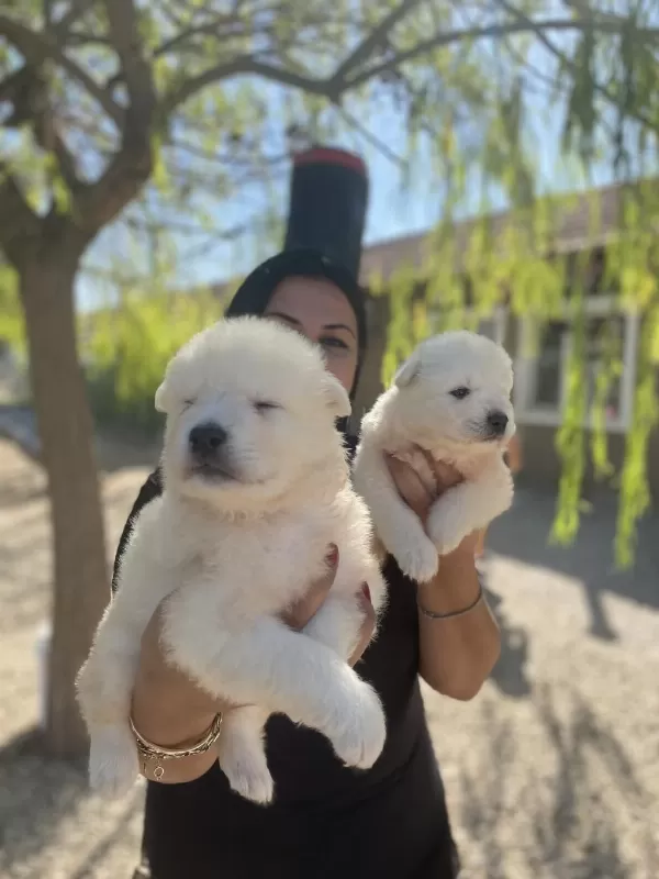 Safkan Aşılı Samoyed Yavrularım