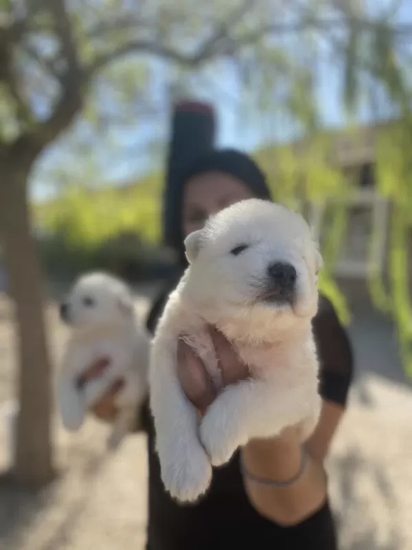 Safkan Aşılı Samoyed Yavrularım