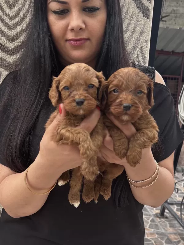 Ufacık Koyu Renk Maltipoo Yavrularım