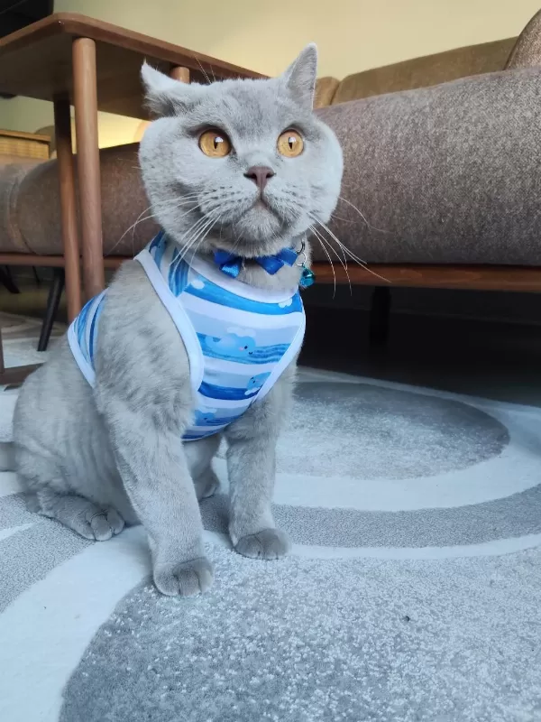 British Shorthair Ücretsiz Sahiplendirme