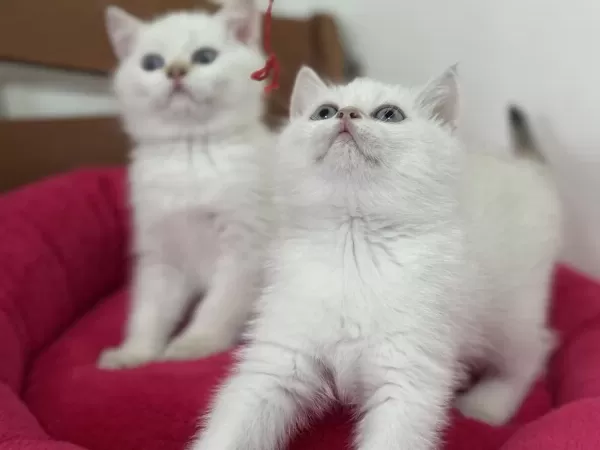 En Güzel Mavi Gözlü British Shorthair Yavrularımız