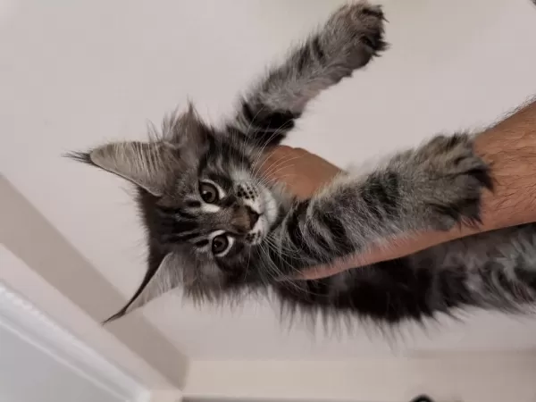 Şecereli Maine Coon Yavrular 2.5 Aylık