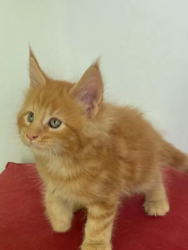 Şecereli Maine Coon Yavrular 2.5 Aylık