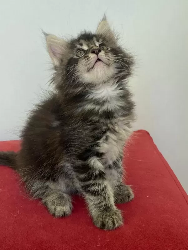 Şecereli Maine Coon Yavrular 2.5 Aylık