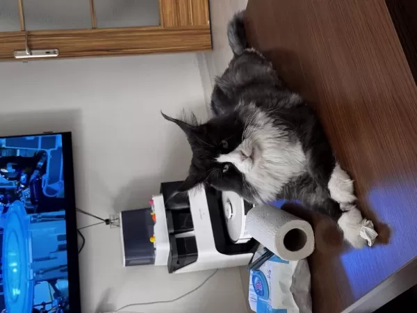 Şecereli Maine Coon Yavrular 2.5 Aylık