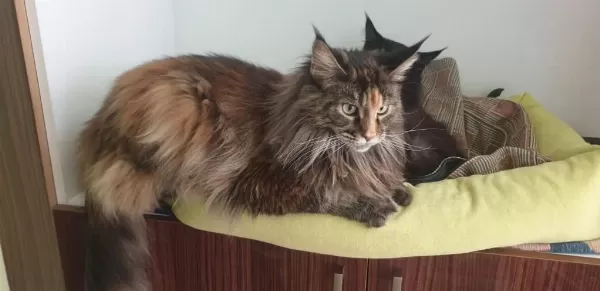 Şecereli Maine Coon Yavrular 2.5 Aylık