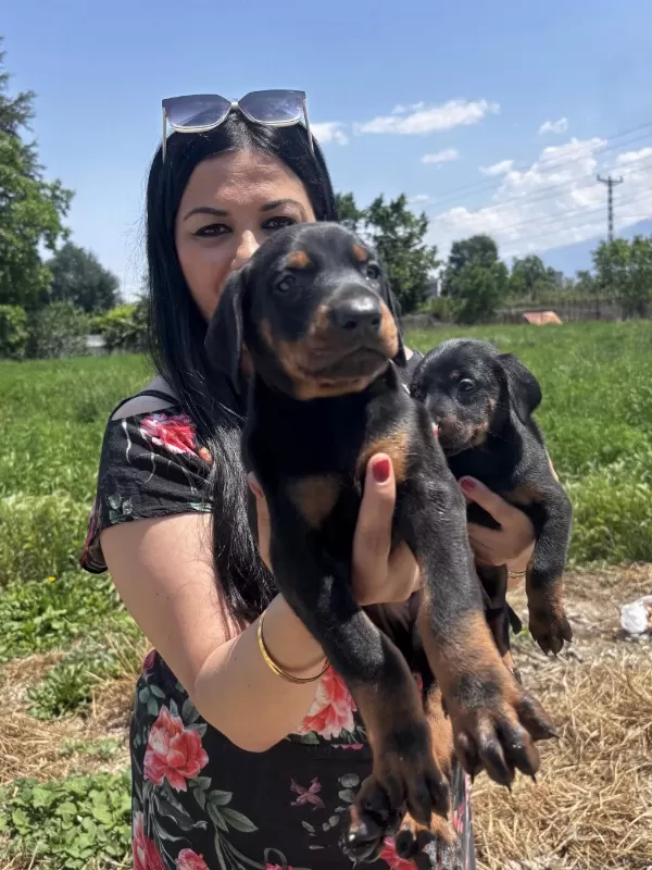 Safkan King Doberman Yavrularım