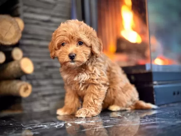 Hipoalerjanik Toy Poodle Bebeklerim