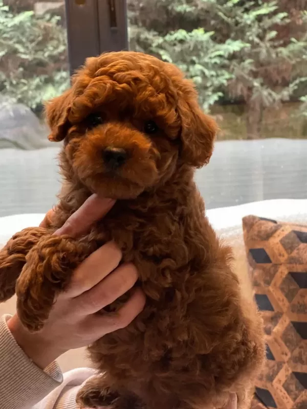 Poodle Yavrularımız Akalıte