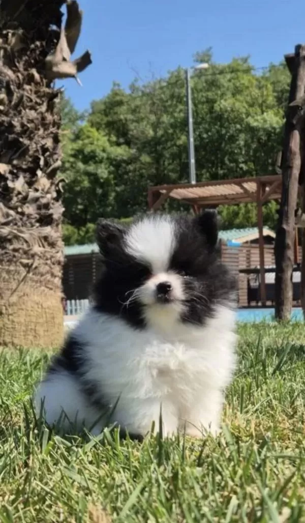 Teddy Bear Pomerianan Yavruları Çiftlikten
