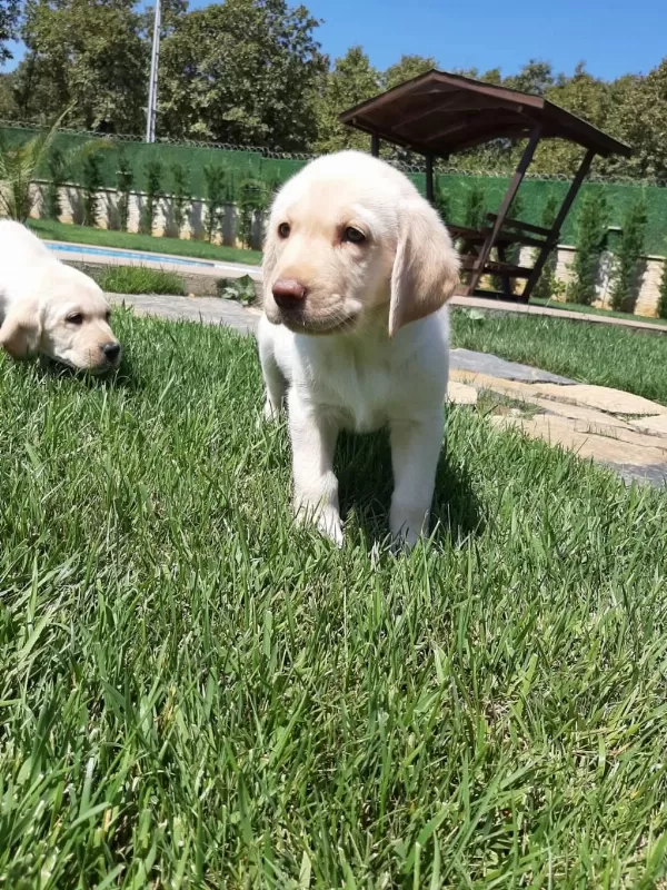 Küt Burun Şampanya Rengi Labrador Yavruları