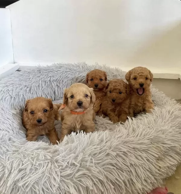 Tüy Dökmez Koku Yapmaz Maltipoo