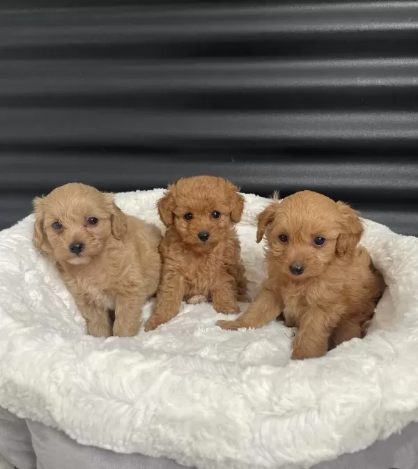 Tüy Dökmez Koku Yapmaz Maltipoo