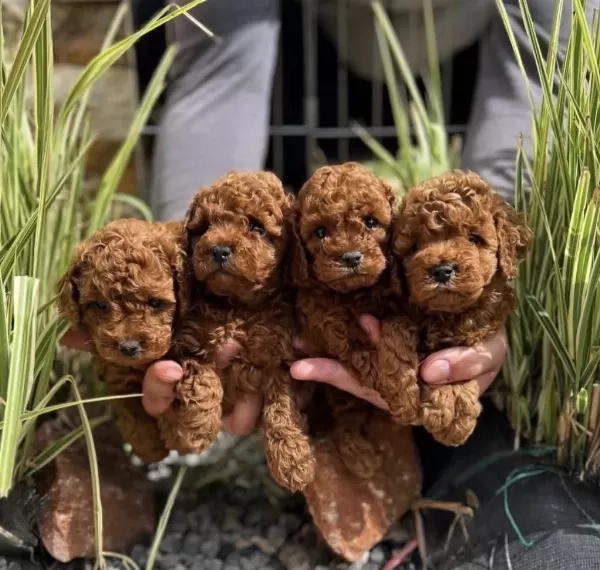 Red Brown Toy Poodle İrk Garantili Yavrular