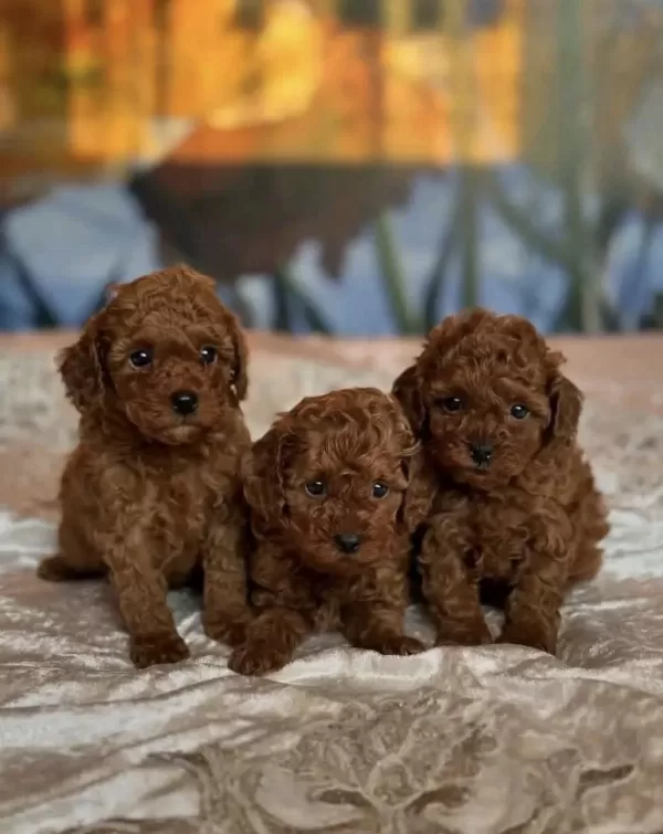 Red Brown Toy Poodle İrk Garantili Yavrular