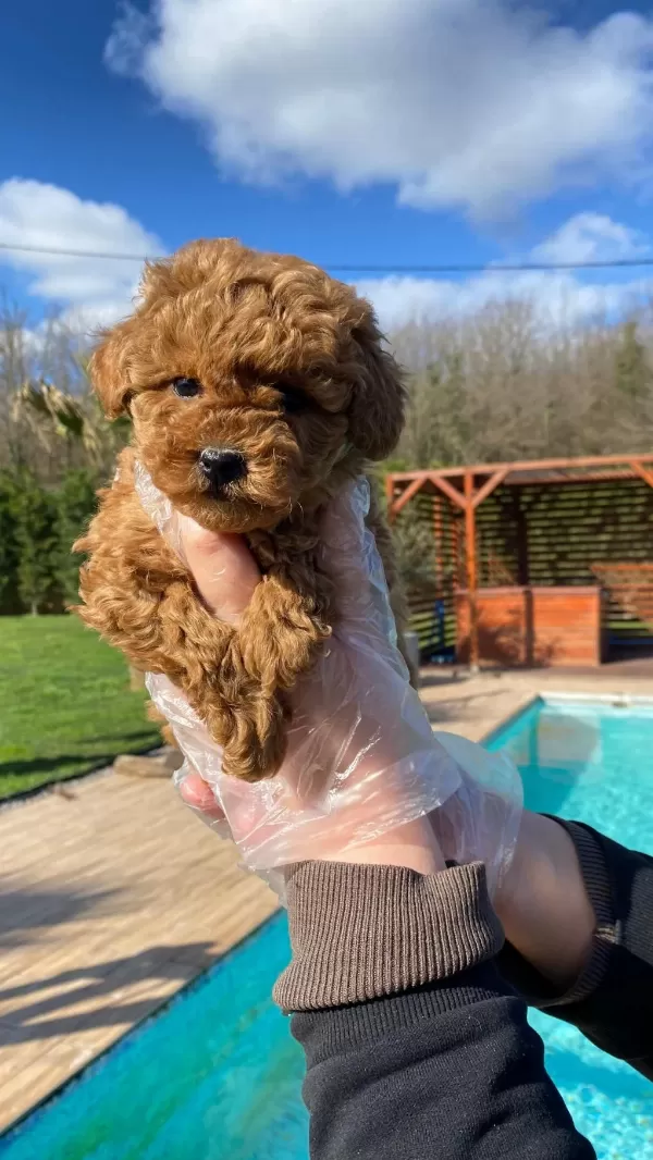 Poodle Çıftliğinden Red Brown Toy Poodle Bebeklerimiz