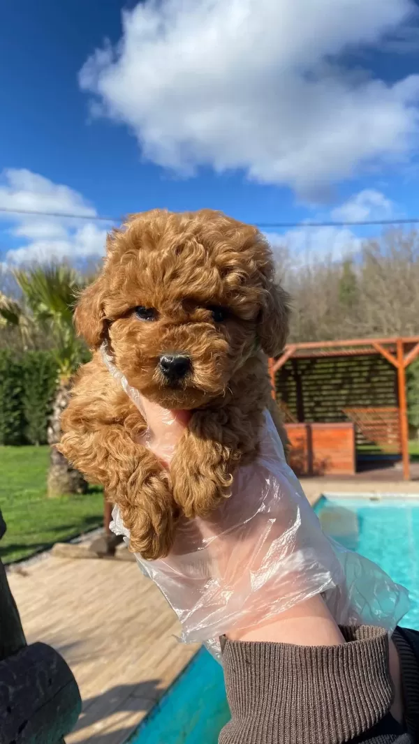 Poodle Çıftliğinden Red Brown Toy Poodle Bebeklerimiz
