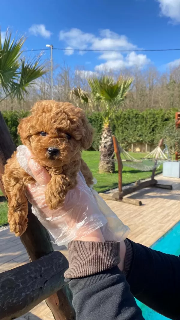 Poodle Çıftliğinden Red Brown Toy Poodle Bebeklerimiz